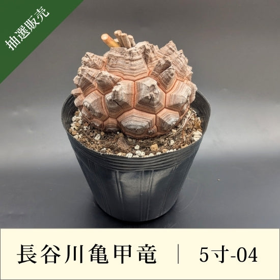 亀甲竜 5寸 品番：5寸-04 – はせがわナーセリー