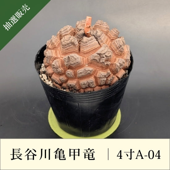 亀甲竜 4寸 品番：4寸A-04 – はせがわナーセリー