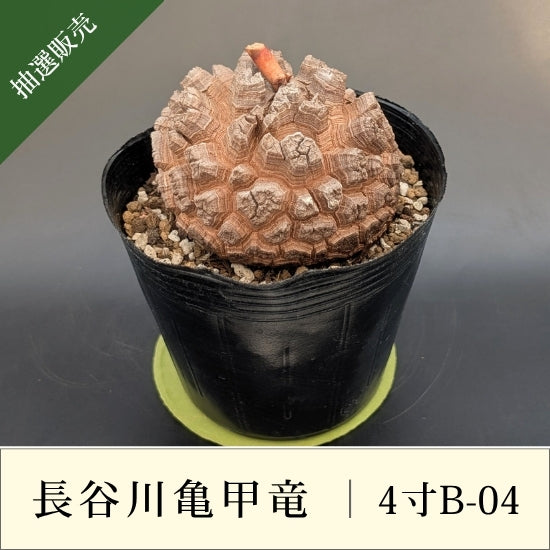 長谷川亀甲竜 4寸サイズ④ 亀甲竜 4寸 品番：4寸B-04 – はせがわナーセリー