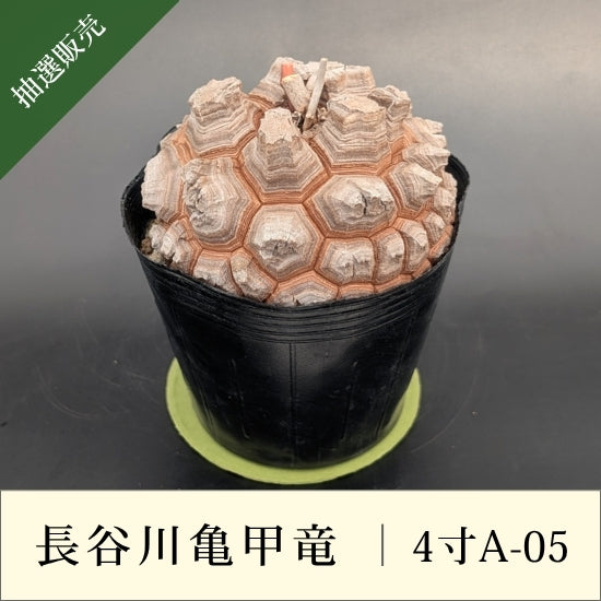 発根済　長谷川亀甲竜　４寸　特A キーホルダー付き 亀甲竜 4寸 品番：4寸A-05 – はせがわナーセリー