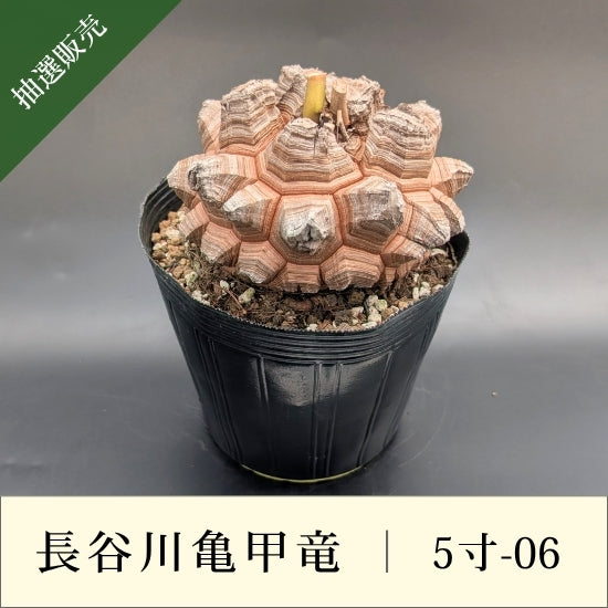 亀甲竜 5寸 品番：5寸-06 – はせがわナーセリー