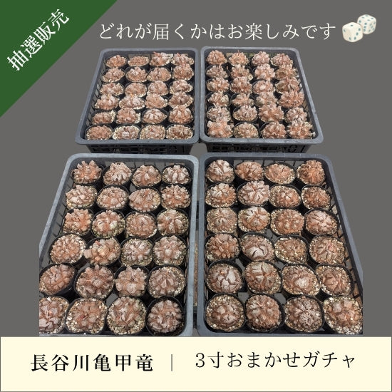 亀甲竜 3寸 おまかせガチャ 1鉢 – はせがわナーセリー