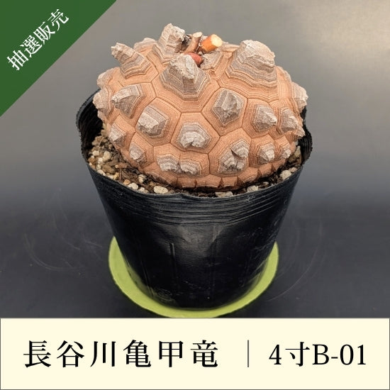 亀甲竜 4寸 品番：4寸B-01 – はせがわナーセリー