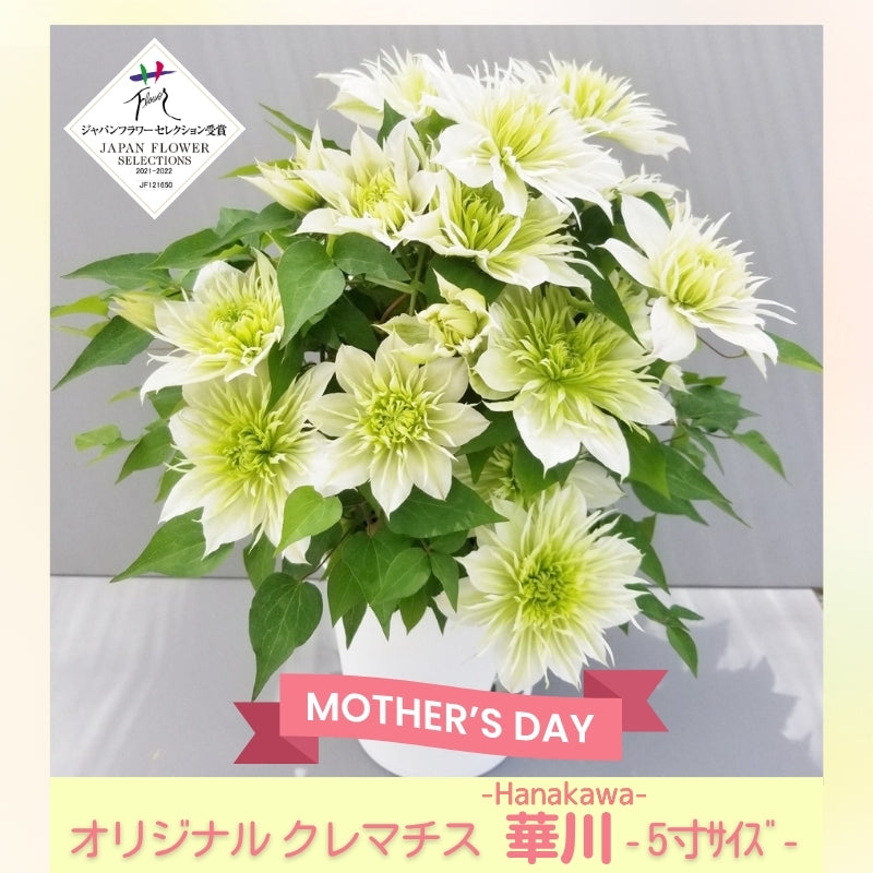 オリジナルクレマチス 5寸「華川」 – はせがわナーセリー