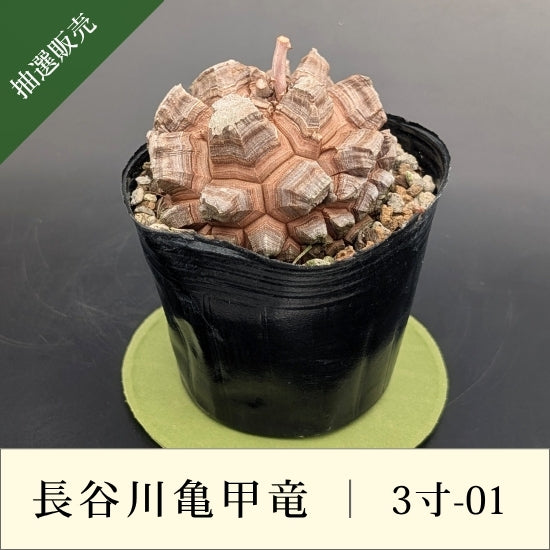 亀甲竜 3寸 品番：3寸-01 – はせがわナーセリー