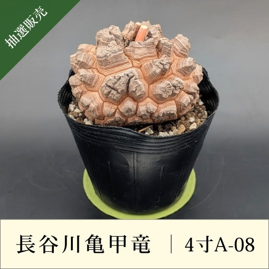 亀甲竜 4寸 品番：4寸A-08 – はせがわナーセリー