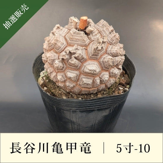 亀甲竜 5寸 品番：5寸-10 – はせがわナーセリー