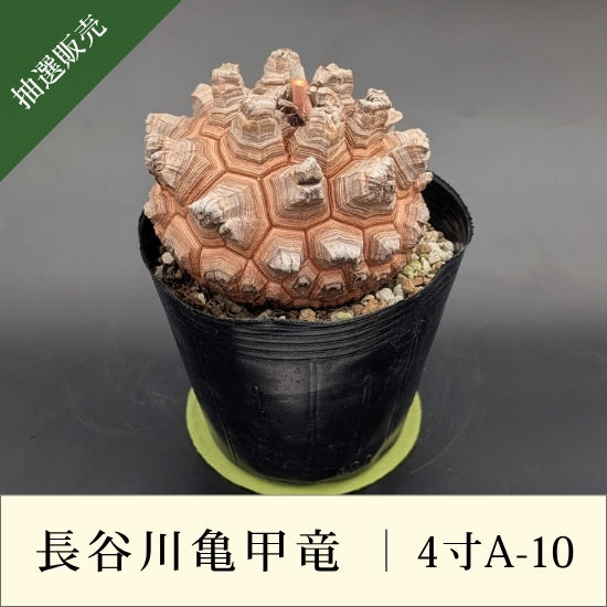 【2026超美品】長谷川園芸 アフリカ亀甲竜 長谷川キーホルダー•ネームタグ付き 亀甲竜 4寸 品番：4寸A-10 – はせがわナーセリー