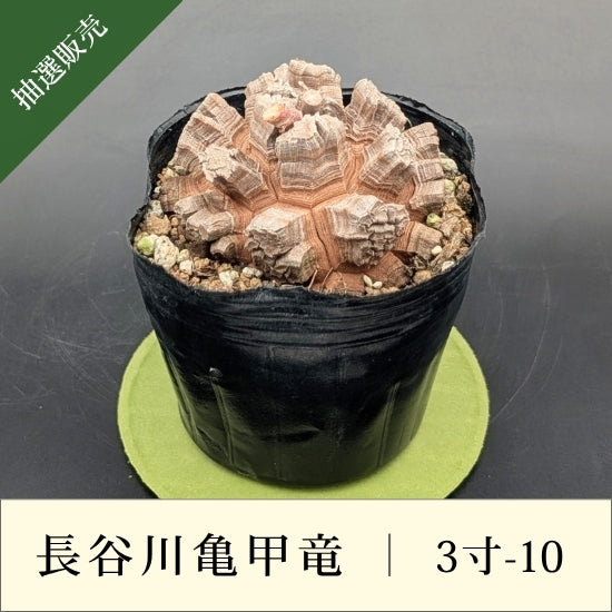 亀甲竜 3寸 品番：3寸-10 – はせがわナーセリー