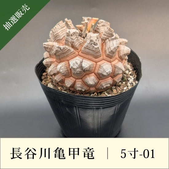 亀甲竜 5寸 品番：5寸-01 – はせがわナーセリー