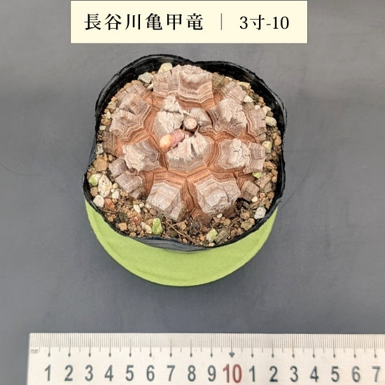 亀甲竜 3寸 品番:3寸-10