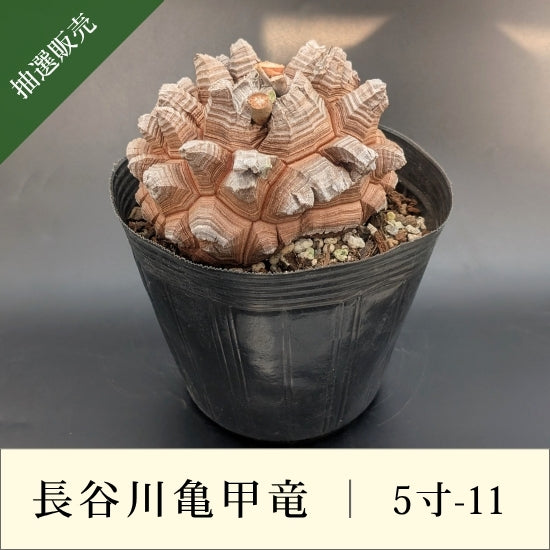 亀甲竜 5寸 品番：5寸-11 – はせがわナーセリー