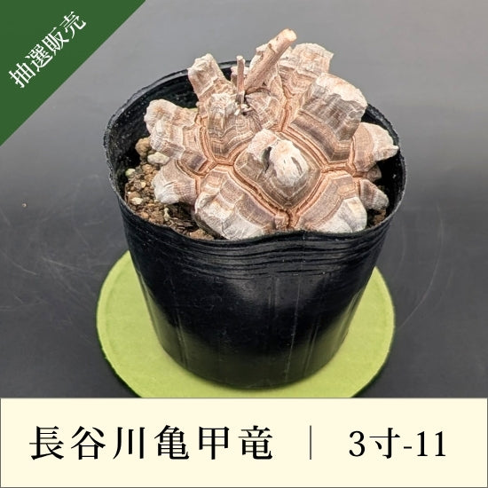 亀甲竜 3寸 品番：3寸-11 – はせがわナーセリー