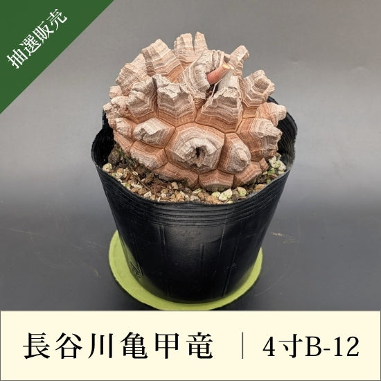 長谷川園芸亀甲竜　4寸 亀甲竜 4寸 品番：4寸B-12 – はせがわナーセリー