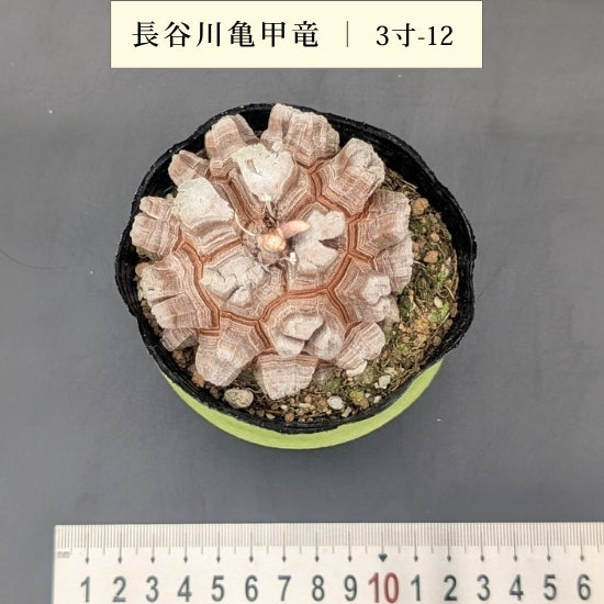 亀甲竜 3寸 品番:3寸-12