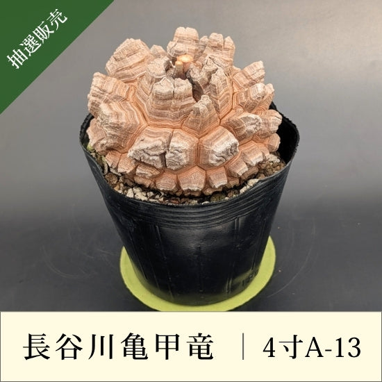 亀甲竜 4寸 品番：4寸A-13 – はせがわナーセリー