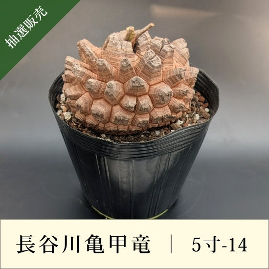 亀甲竜 5寸 品番：5寸-14 – はせがわナーセリー