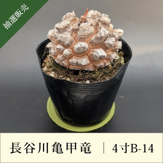 亀甲竜 4寸 品番：4寸B-14 – はせがわナーセリー