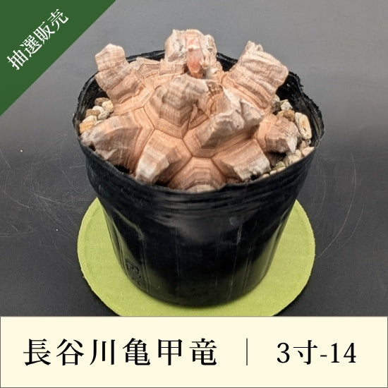 亀甲竜 3寸 品番：3寸-14 – はせがわナーセリー