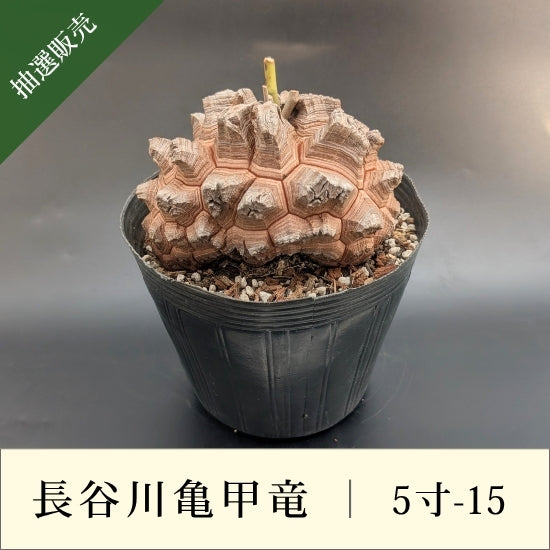 亀甲竜 5寸 品番：5寸-15 – はせがわナーセリー