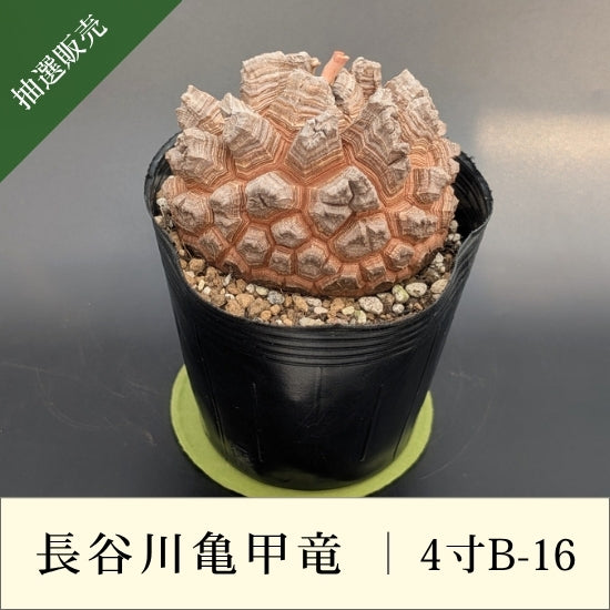 亀甲竜 4寸 品番：4寸B-16 – はせがわナーセリー