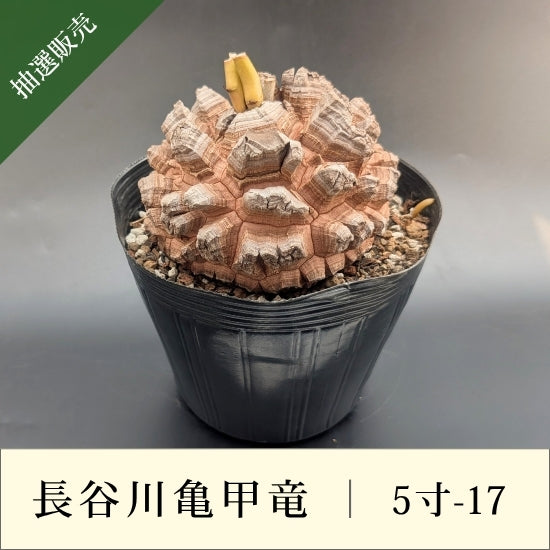 亀甲竜 5寸 品番：5寸-17 – はせがわナーセリー