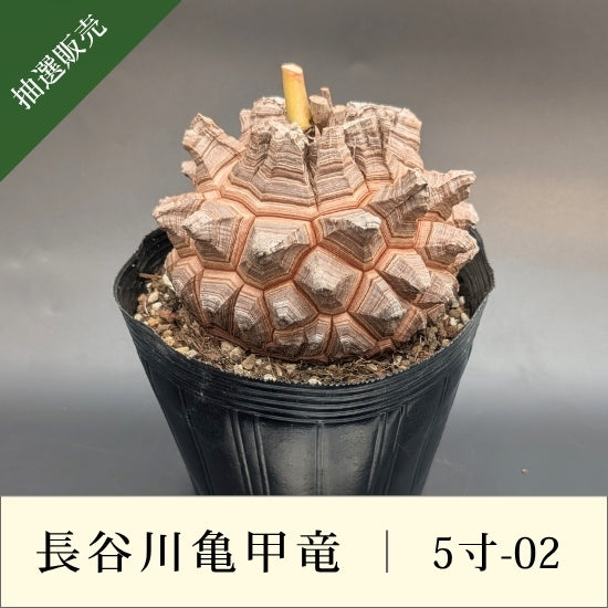亀甲竜 5寸 品番：5寸-02 – はせがわナーセリー