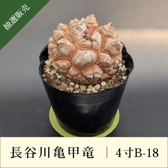 発根済　長谷川亀甲竜　４寸　特A キーホルダー付き 亀甲竜 4寸 品番：4寸B-18 – はせがわナーセリー
