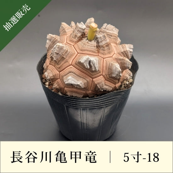 発根済　長谷川亀甲竜　５寸サイズ　特A キーホルダー付き 亀甲竜 5寸 品番：5寸-18 – はせがわナーセリー