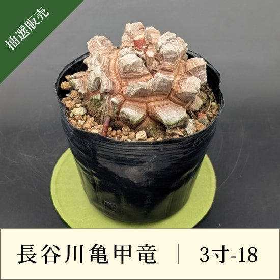 亀甲竜 3寸 品番：3寸-18 – はせがわナーセリー