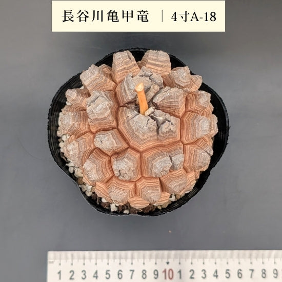 亀甲竜 4寸 品番:4寸A-18