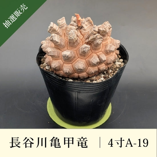 長谷川園芸　アフリカ亀甲竜　4寸A はせがわナーセリー　付き 亀甲竜 4寸 品番：4寸A-19 – はせがわナーセリー