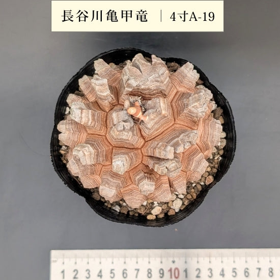 亀甲竜 4寸 品番:4寸A-19
