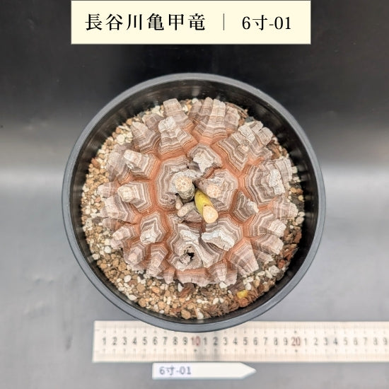 亀甲竜 6寸 品番:6寸-01