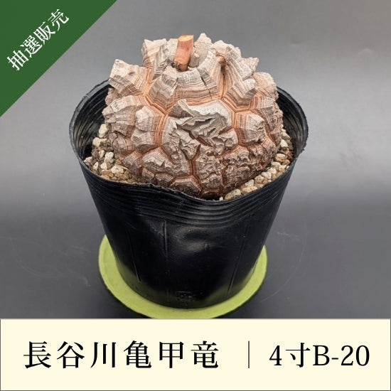 亀甲竜 4寸 品番：4寸B-20 – はせがわナーセリー