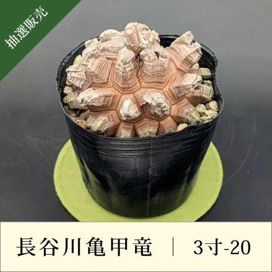 D*ト様 長谷川ナーセリー産　亀甲竜　3寸　① 亀甲竜 3寸 品番：3寸-20 – はせがわナーセリー