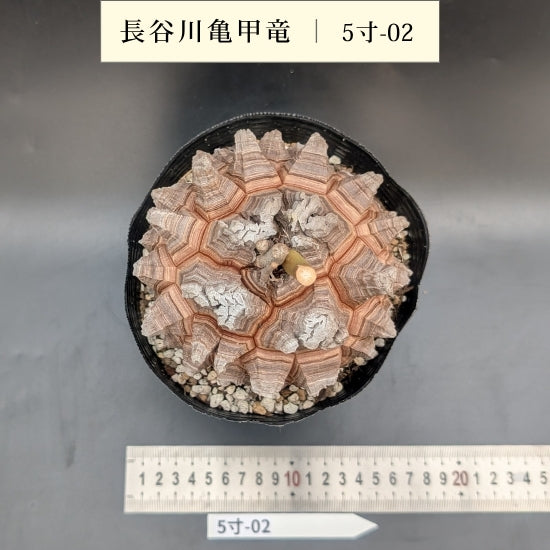 亀甲竜 5寸 品番:5寸-02