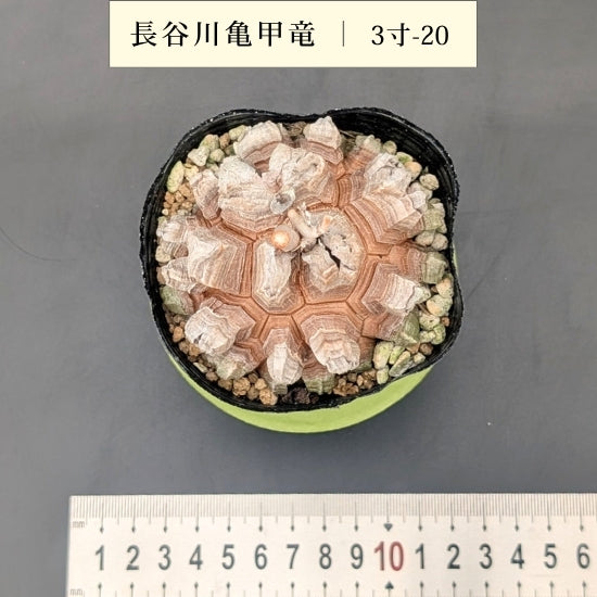亀甲竜 3寸 品番:3寸-20