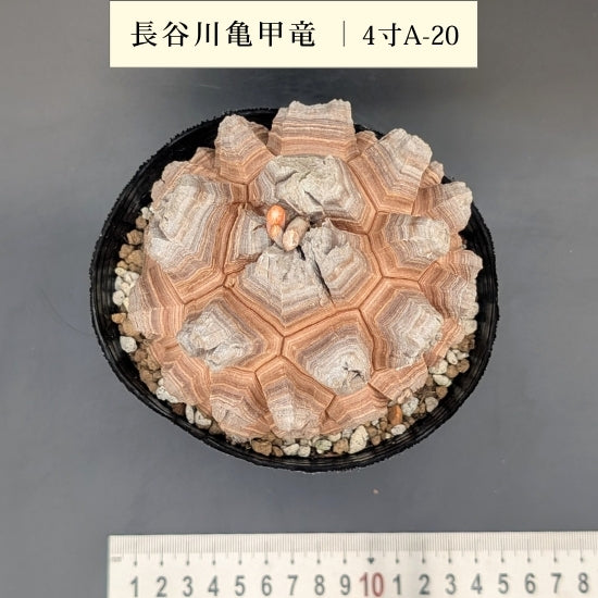 亀甲竜 4寸 品番:4寸A-20