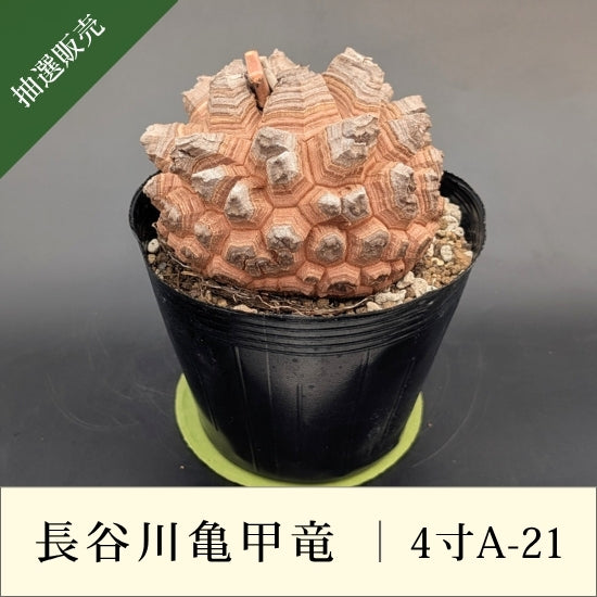 発根済　長谷川亀甲竜　４寸　特A キーホルダー付き 発根済 長谷川亀甲竜 4寸 特A キーホルダー付き 亀甲竜 4寸