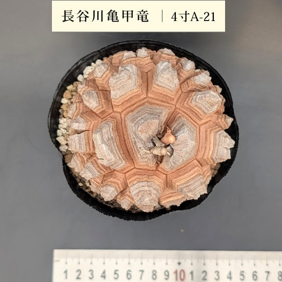 亀甲竜 4寸 品番:4寸A-21