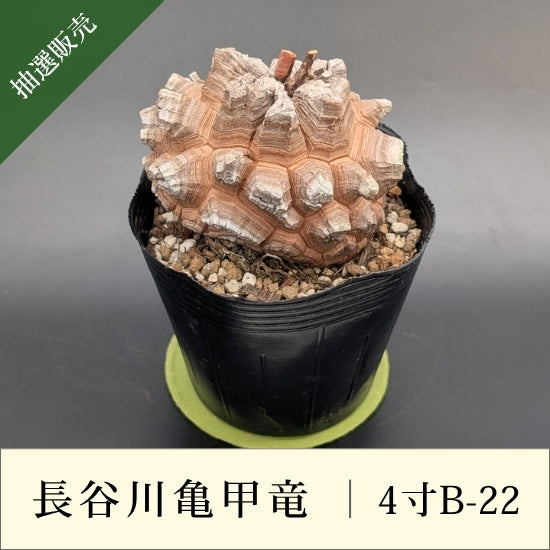 亀甲竜 4寸 品番：4寸B-22 – はせがわナーセリー