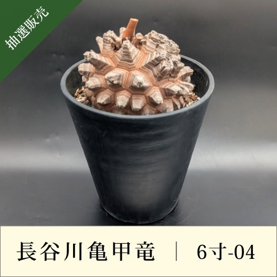 亀甲竜 6寸 品番：6寸-04 – はせがわナーセリー