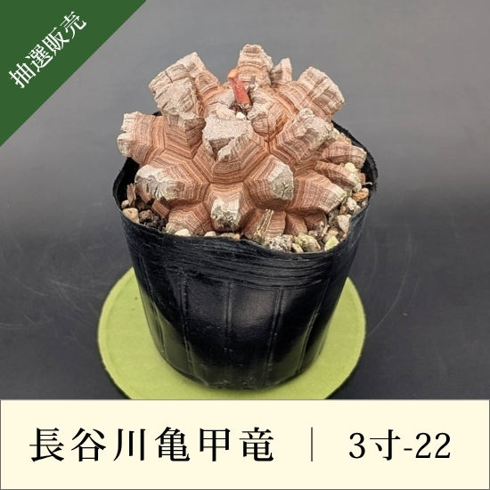 亀甲竜 3寸 品番：3寸-22 – はせがわナーセリー