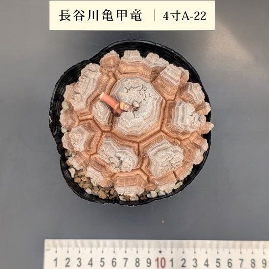 亀甲竜 4寸 品番:4寸A-22
