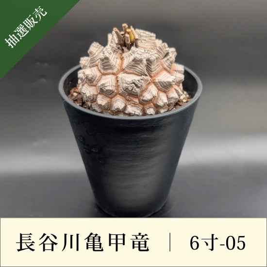 長谷川亀甲竜　6寸鉢 亀甲竜 6寸 品番：6寸-05 – はせがわナーセリー