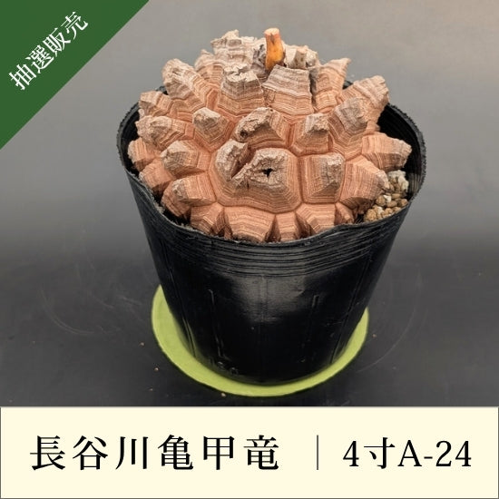 亀甲竜 4寸 品番：4寸A-24 – はせがわナーセリー