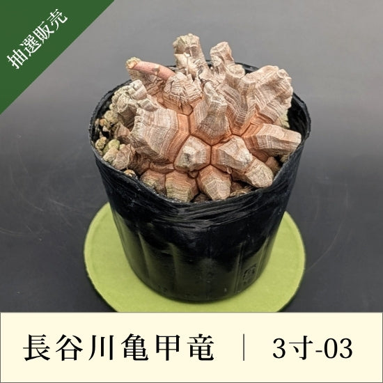 亀甲竜 3寸 品番：3寸-03 – はせがわナーセリー