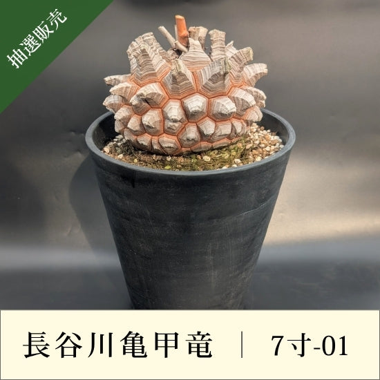 亀甲竜 7寸 品番：7寸-01 – はせがわナーセリー