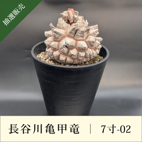 亀甲竜 7寸 品番：7寸-02 – はせがわナーセリー